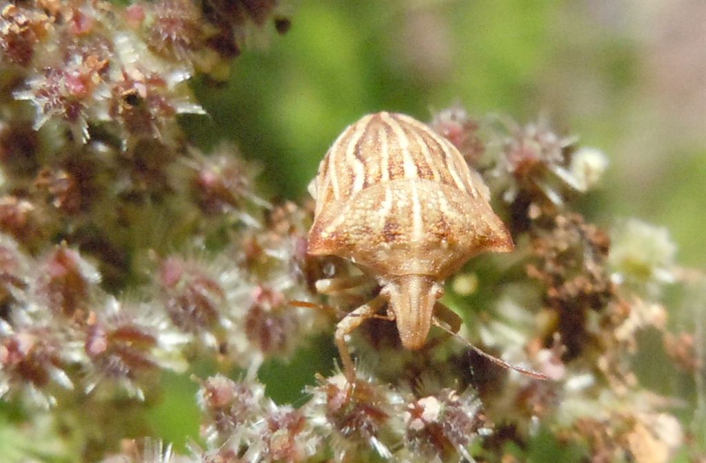 Ancyrosoma leucogrammes